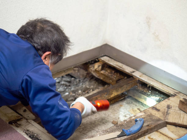 Best Attic Mold Remediation in Elkhart, KS