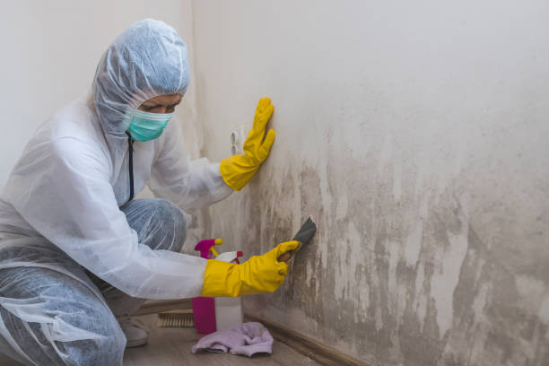 Best Localized Mold Remediation (e.g., coastal areas, humid climates) in Elkhart, KS