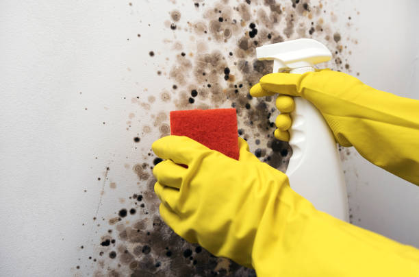 Professional Mold Remediation in Elkhart, KS