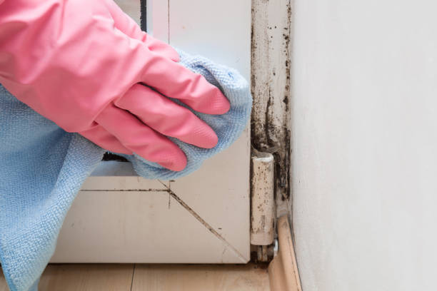 Best Basement Mold Remediation in Elkhart, KS